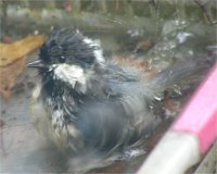 幼鳥の水浴び