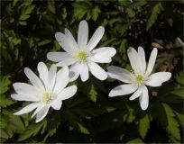 キクザキイチゲ白花