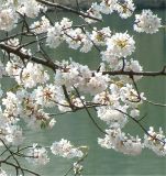 竜神池公園の桜
