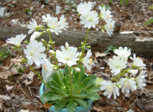 レウィシア白花
