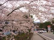 聖光寺の桜3