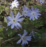 キクザキイチゲ青花