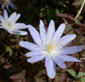キクザキイチゲ青花